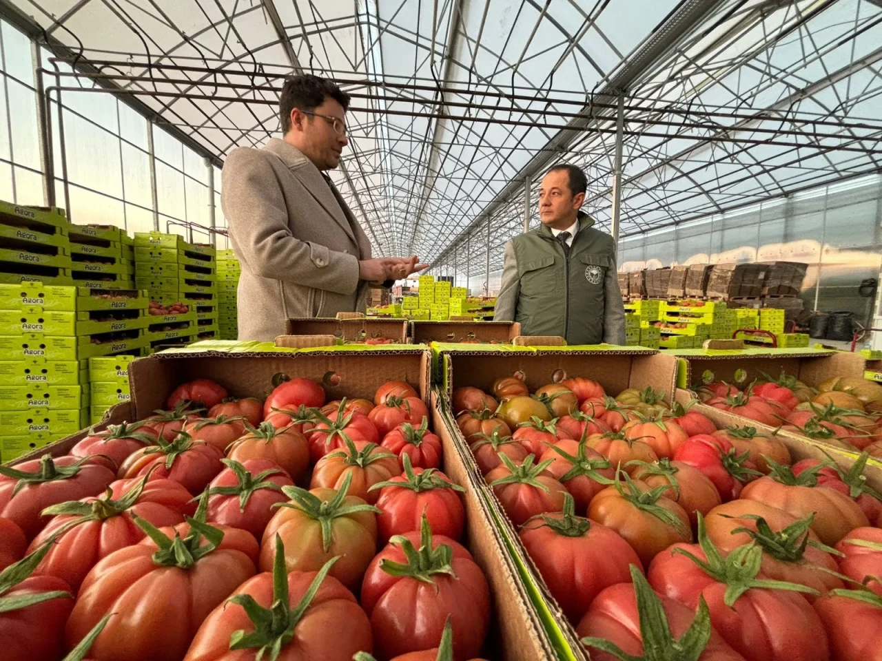 Erzincan’da modern tarımla domates hasadı başladı